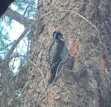 American Three-toed Woodpecker (Northwest) - ML616526374