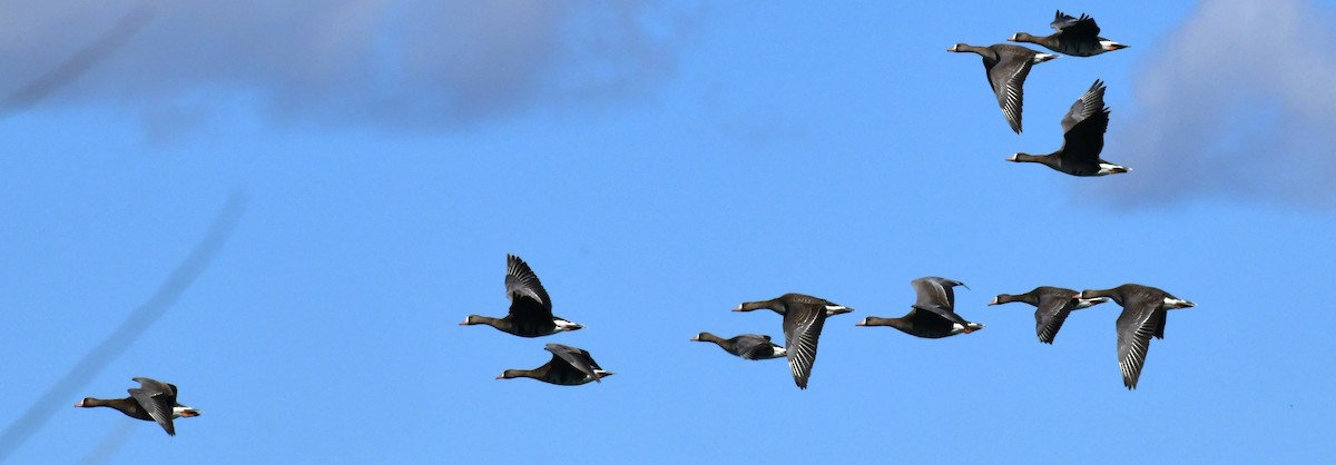 Greater White-fronted Goose - ML616526382