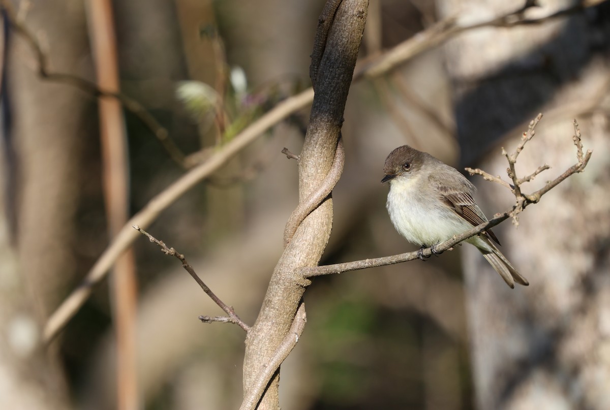 Eastern Phoebe - Ezra H