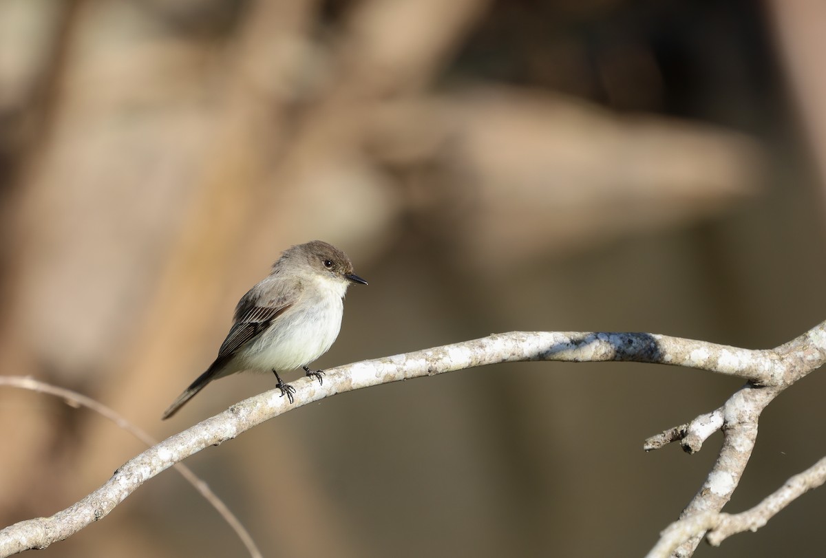 Eastern Phoebe - ML616526404