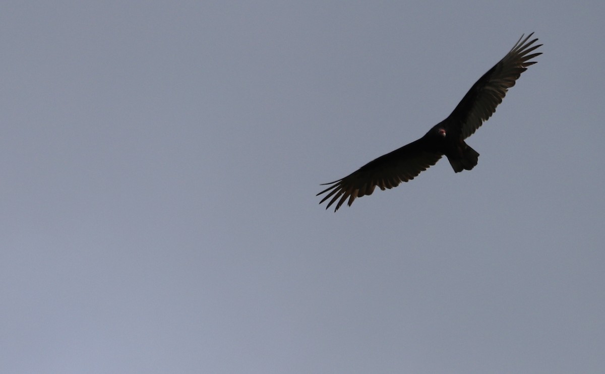 Turkey Vulture - ML616526436