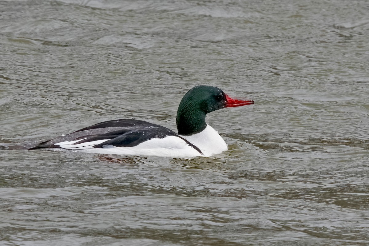 Common Merganser - ML616526481