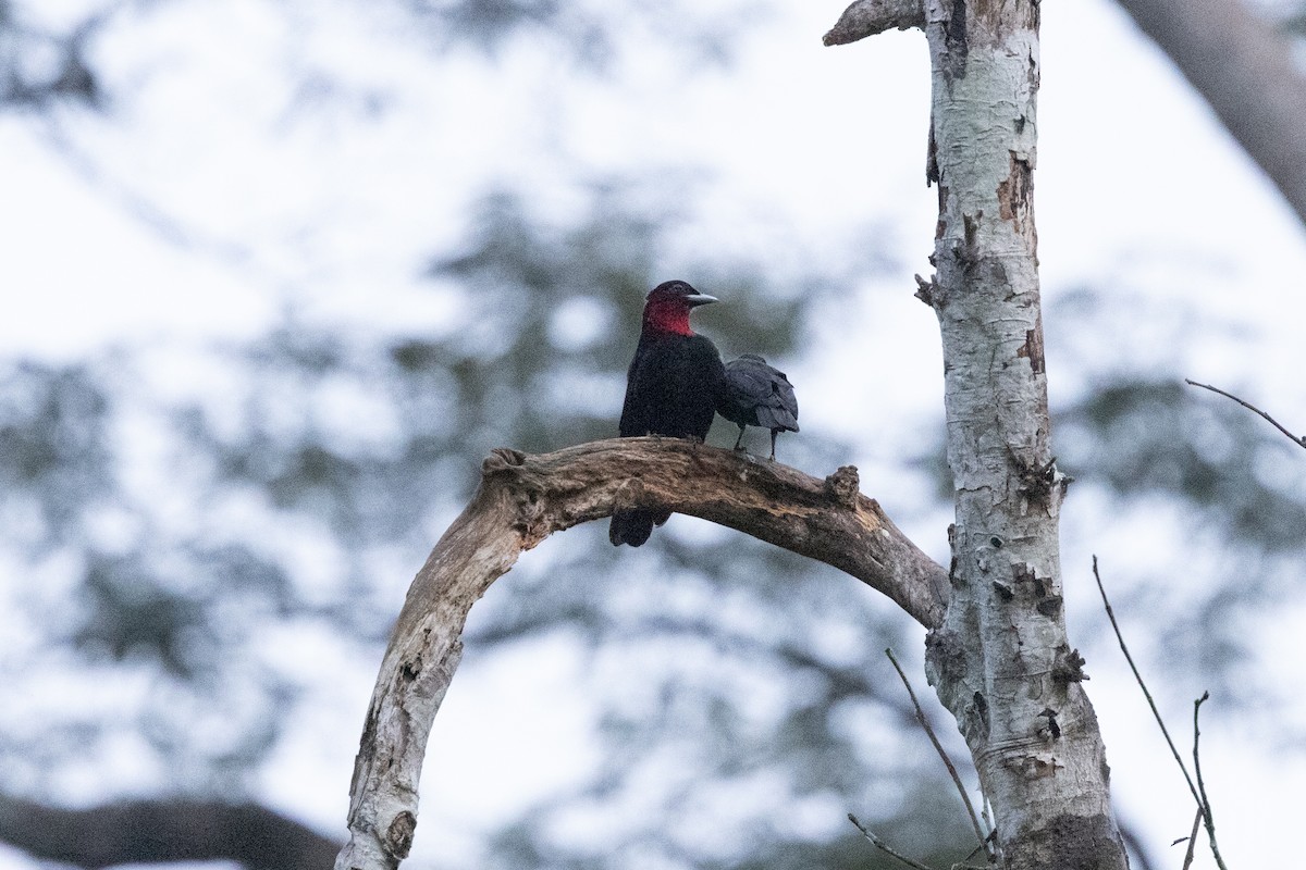 Purple-throated Fruitcrow - ML616526490