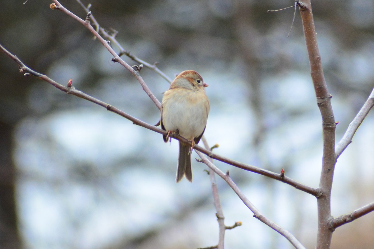 Field Sparrow - ML616526528