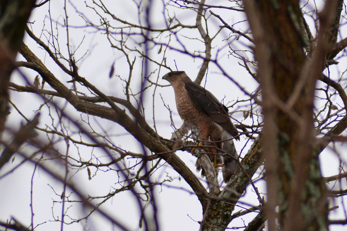 Cooper's Hawk - ML616526541