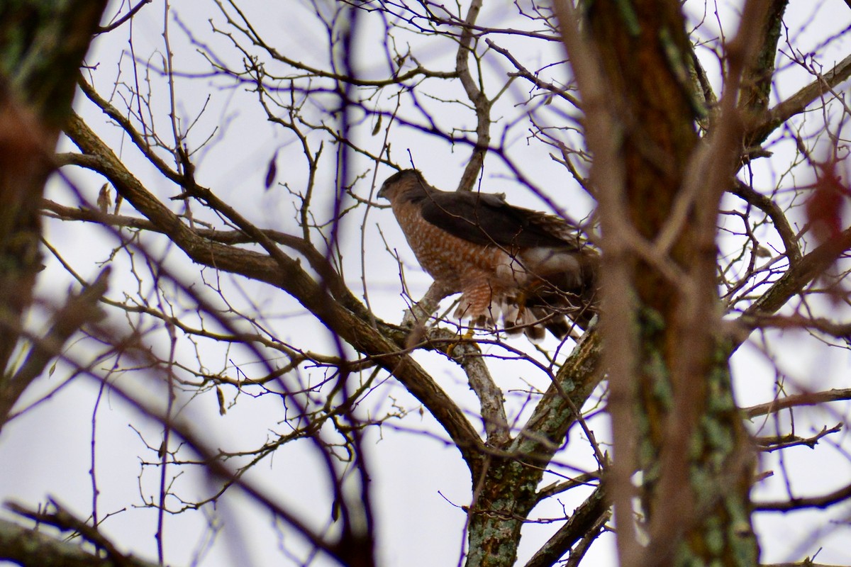 Cooper's Hawk - Anonymous