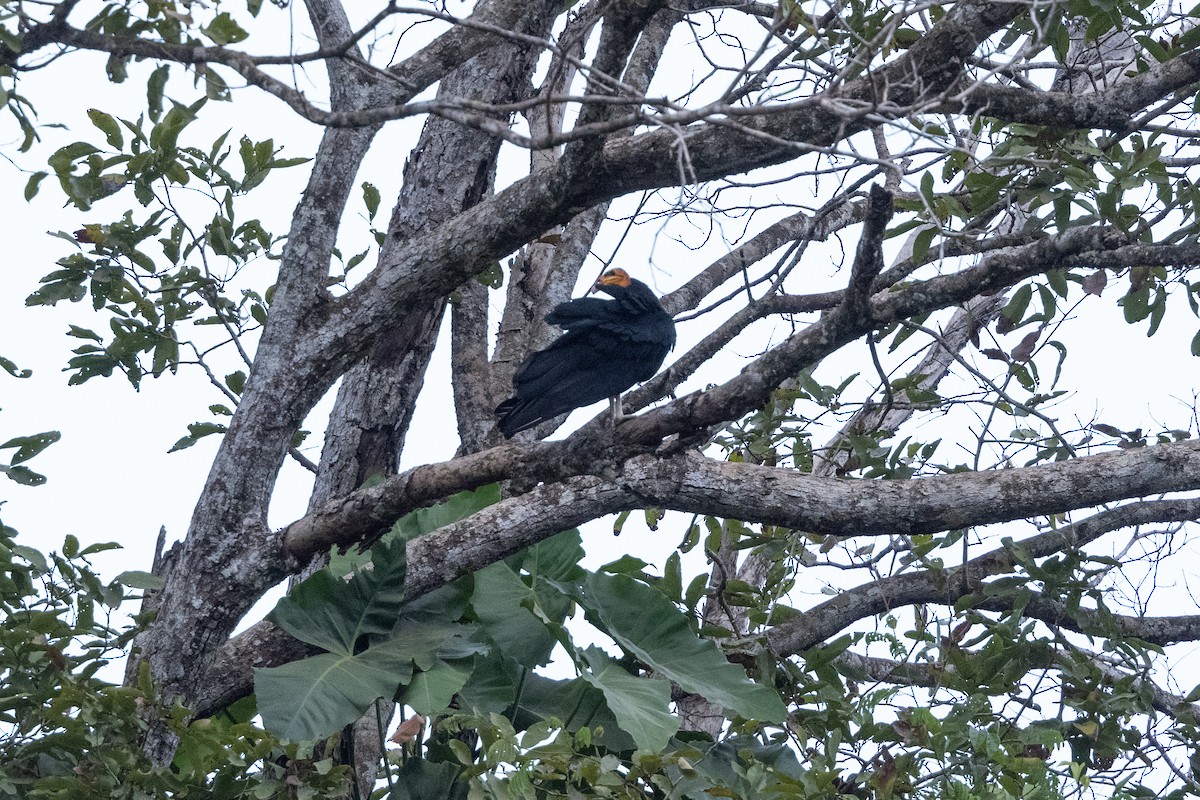 Black Vulture - ML616526545