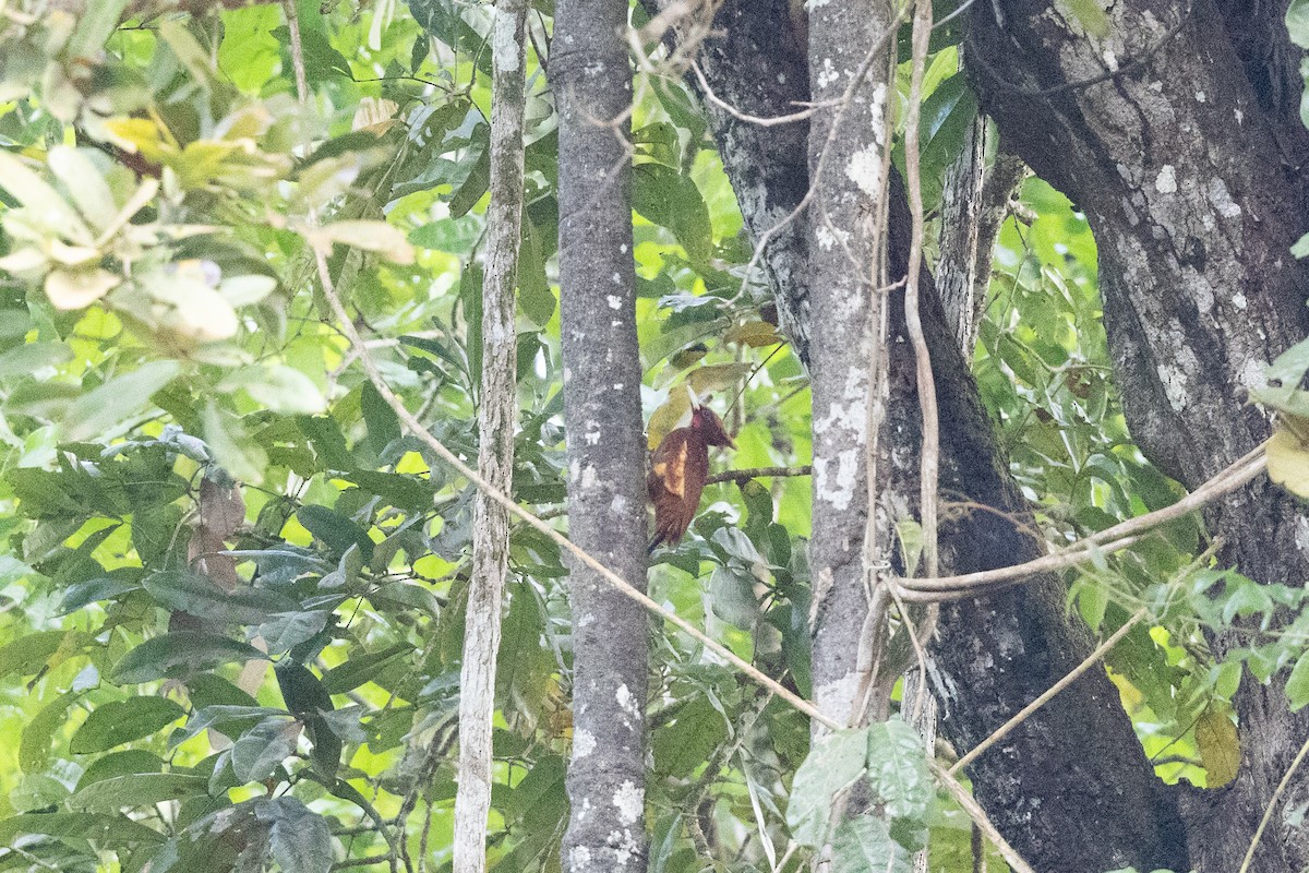 Chestnut Woodpecker - ML616526551