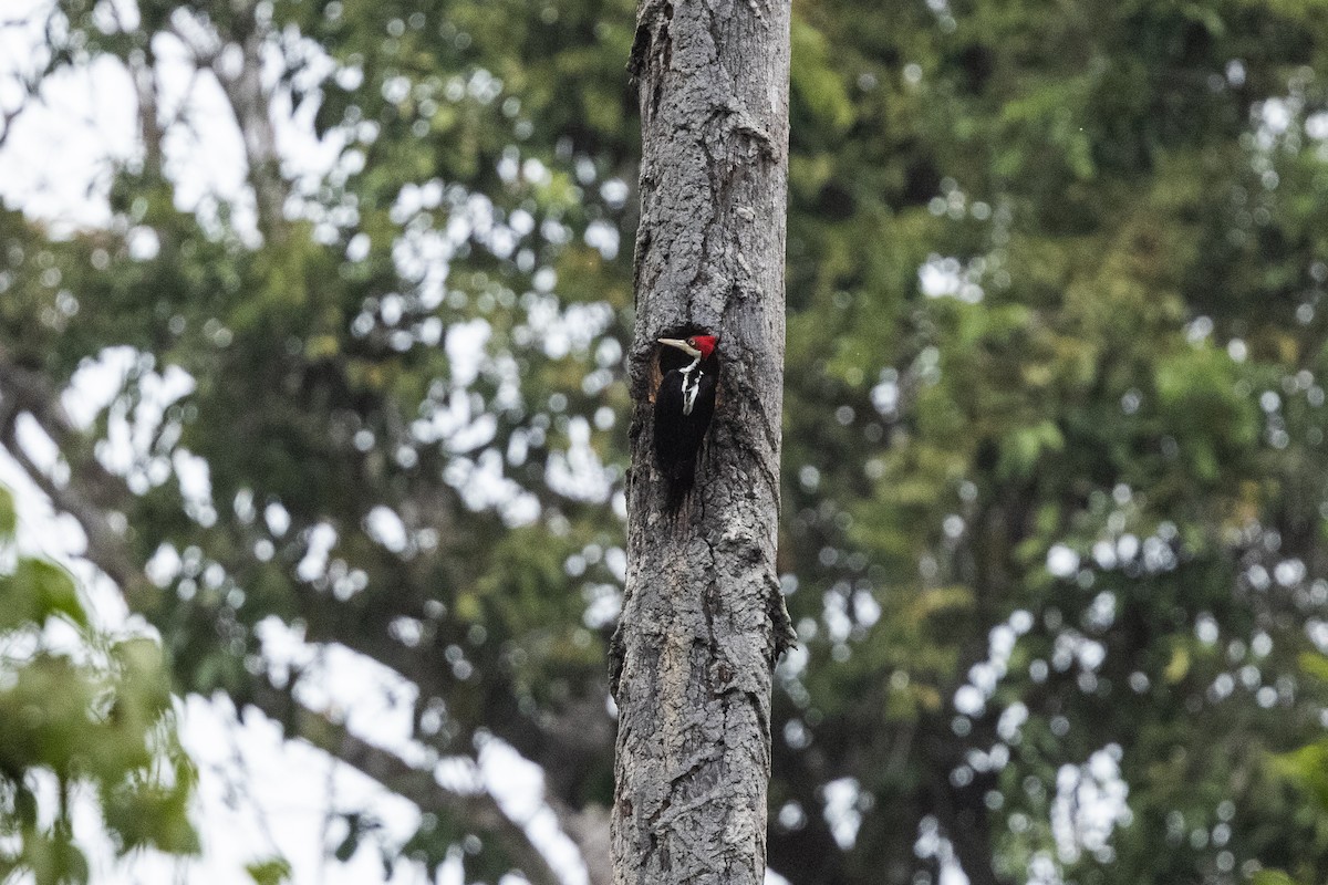 Crimson-crested Woodpecker - Nige Hartley