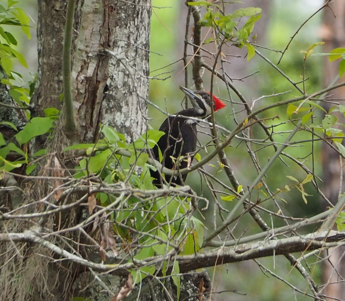 Pileated Woodpecker - John Hiebert