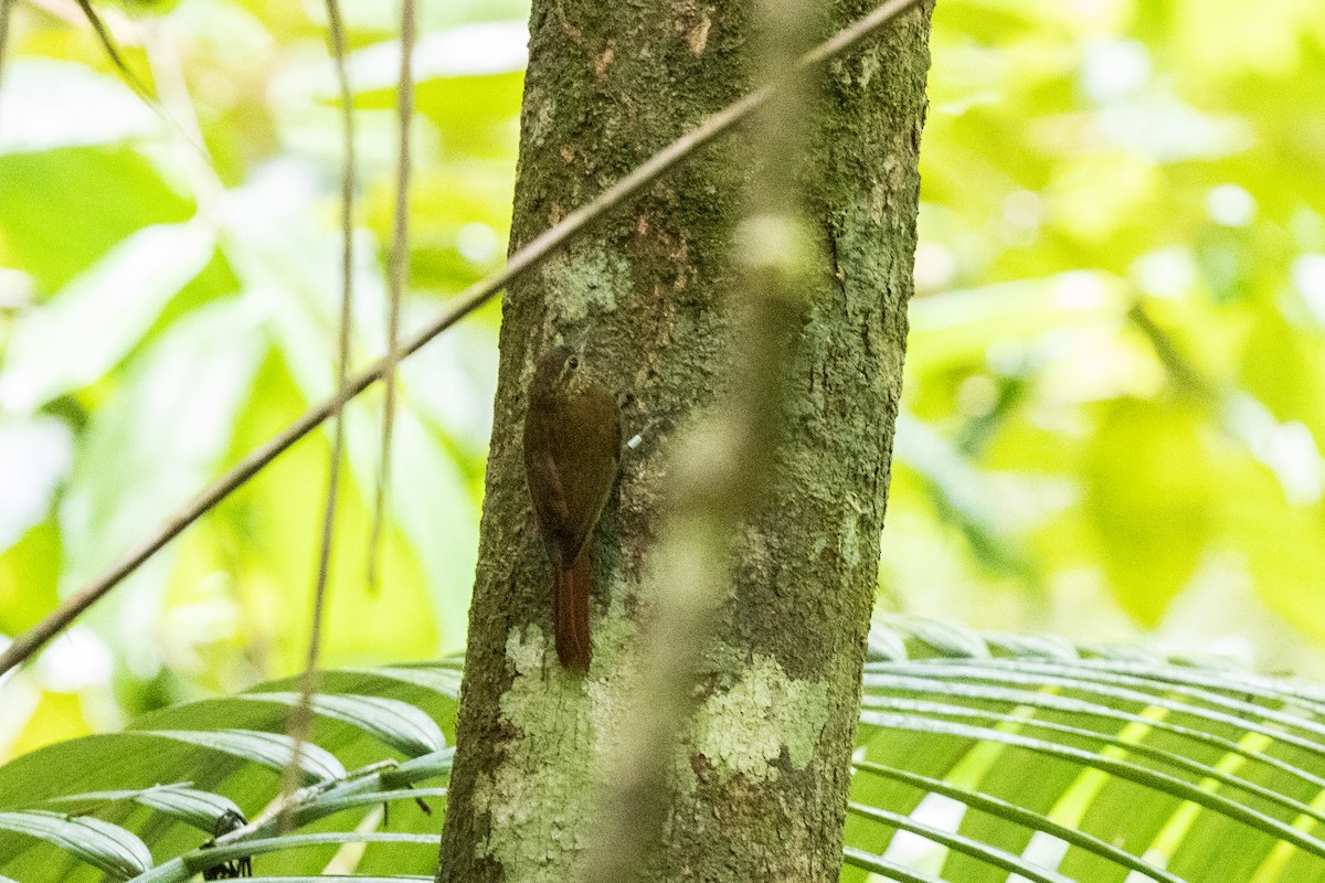 Wedge-billed Woodcreeper - ML616526589