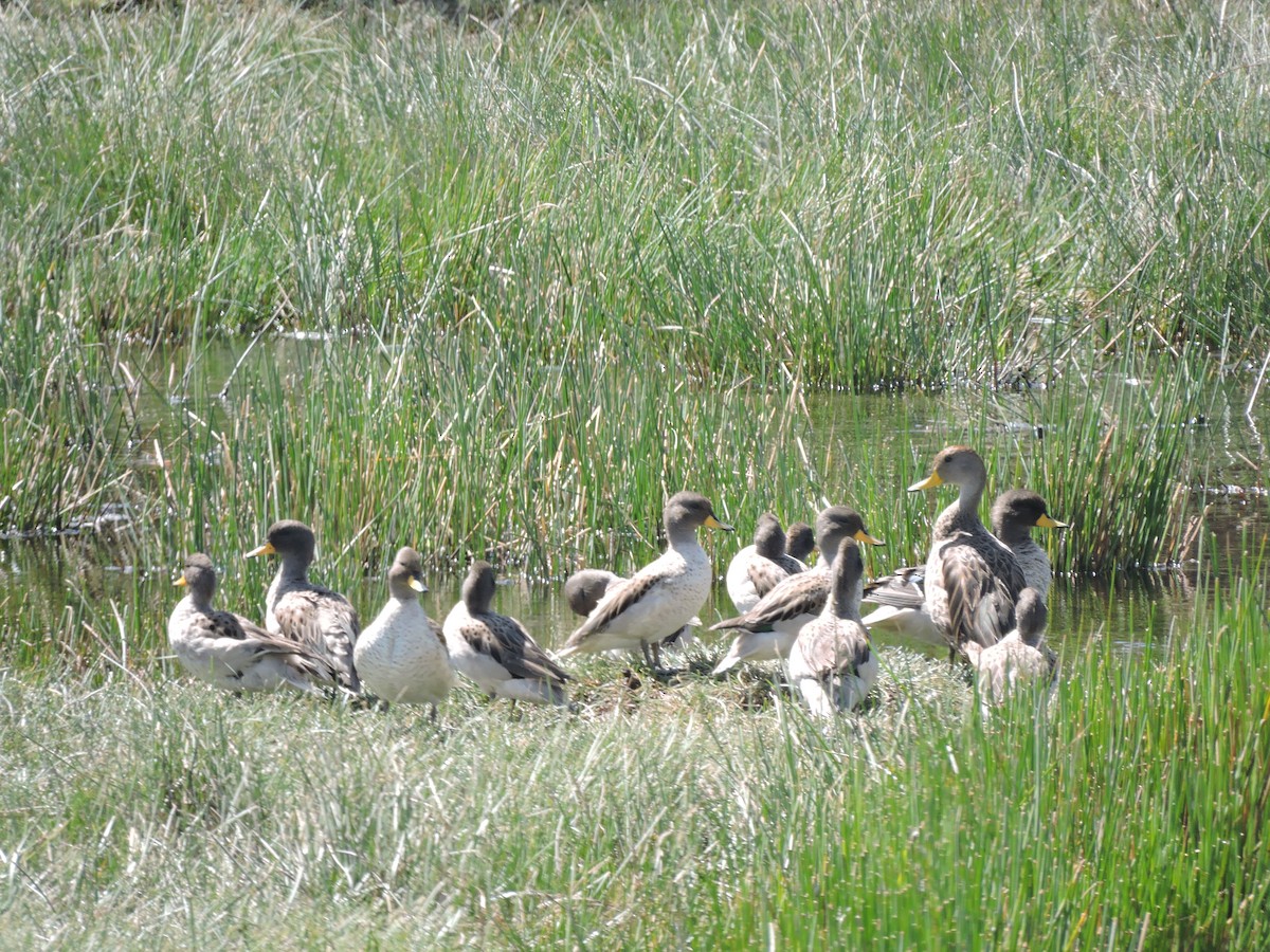 Yellow-billed Teal (oxyptera) - ML616526600