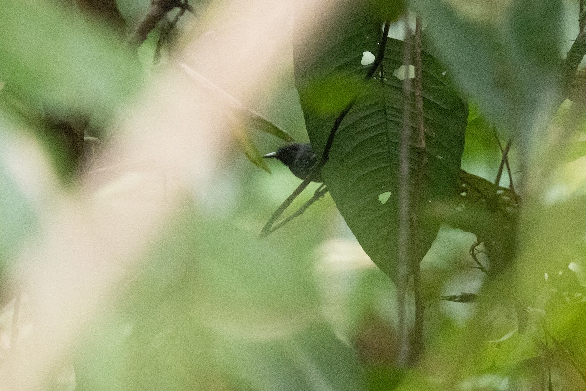 White-flanked Antwren - Nige Hartley