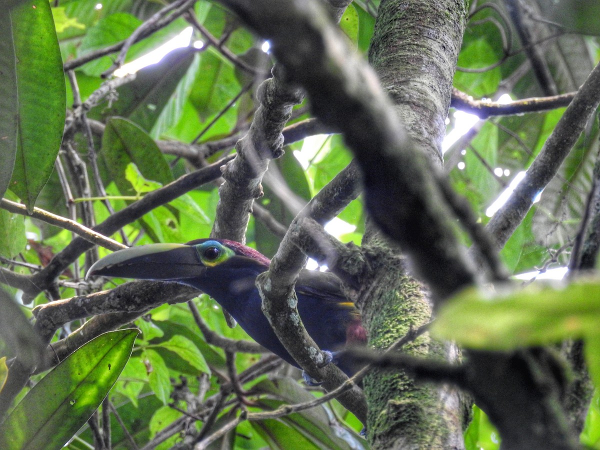 Yellow-eared Toucanet - ML616526662