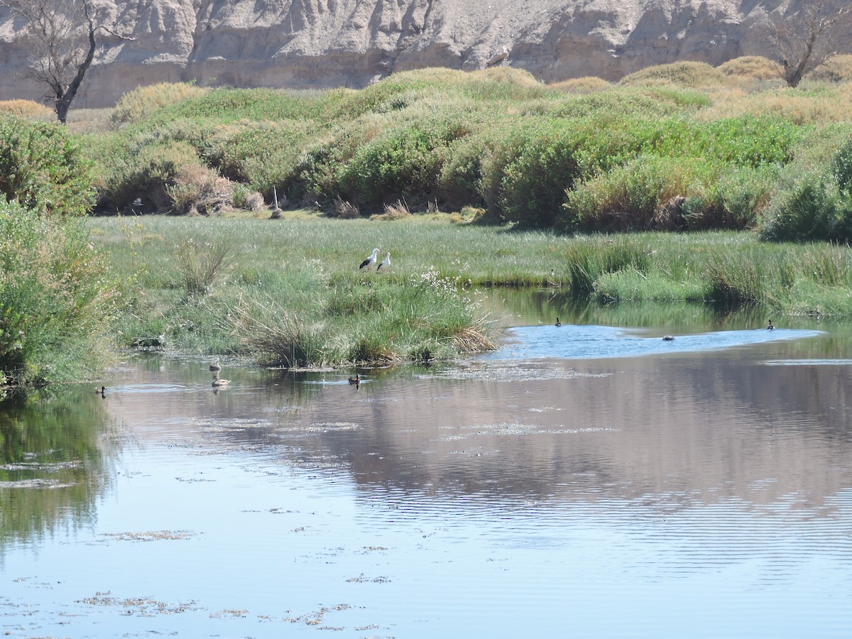 Andean Goose - ML616526745