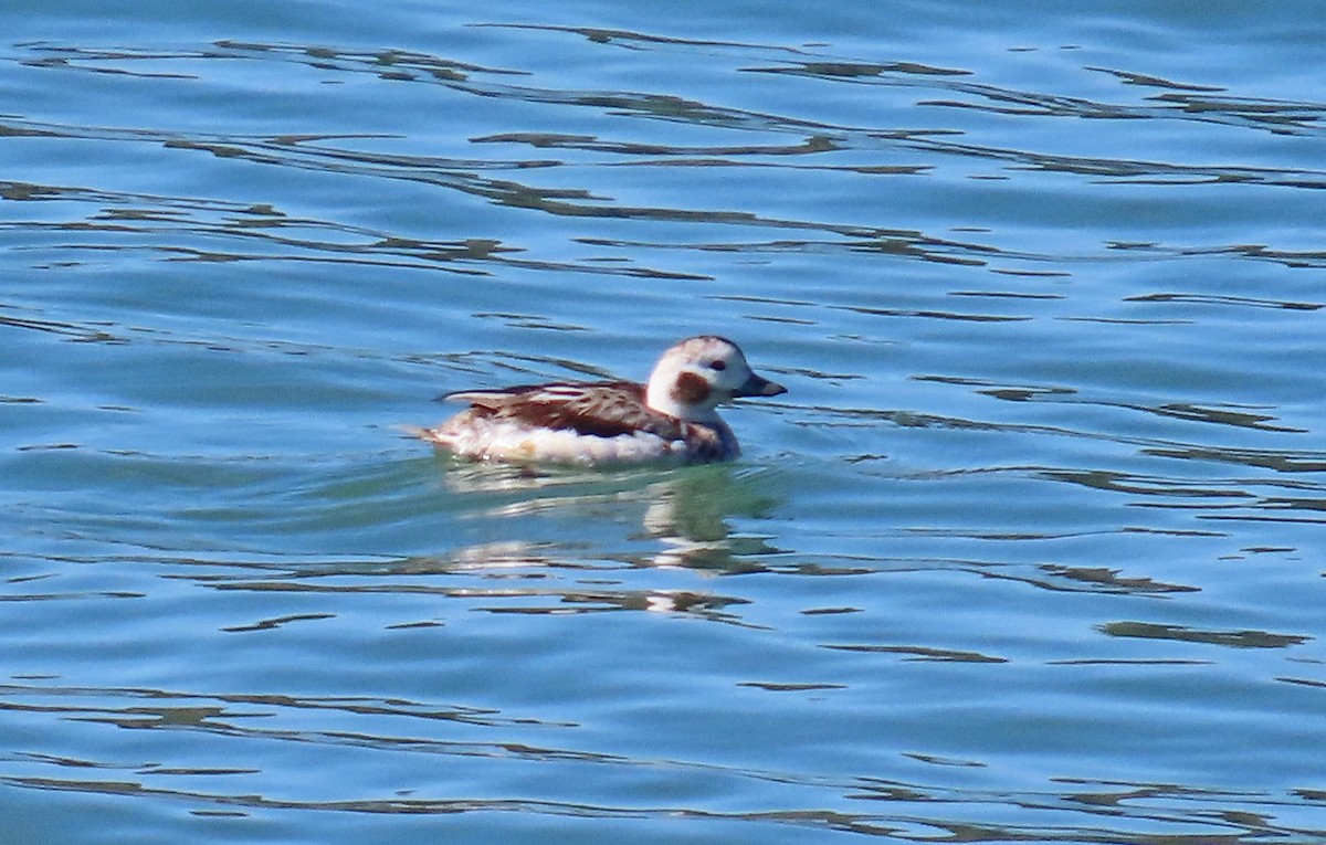 Long-tailed Duck - Tom Edell