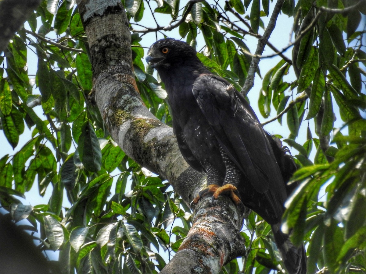 Black Hawk-Eagle - Vinny Ríos