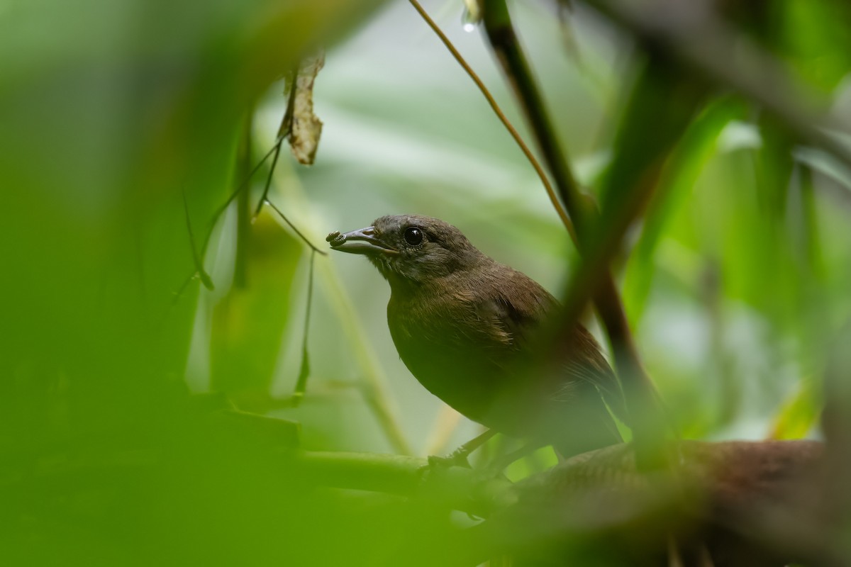 Black-eared Hemispingus (Western) - Andrew Newmark