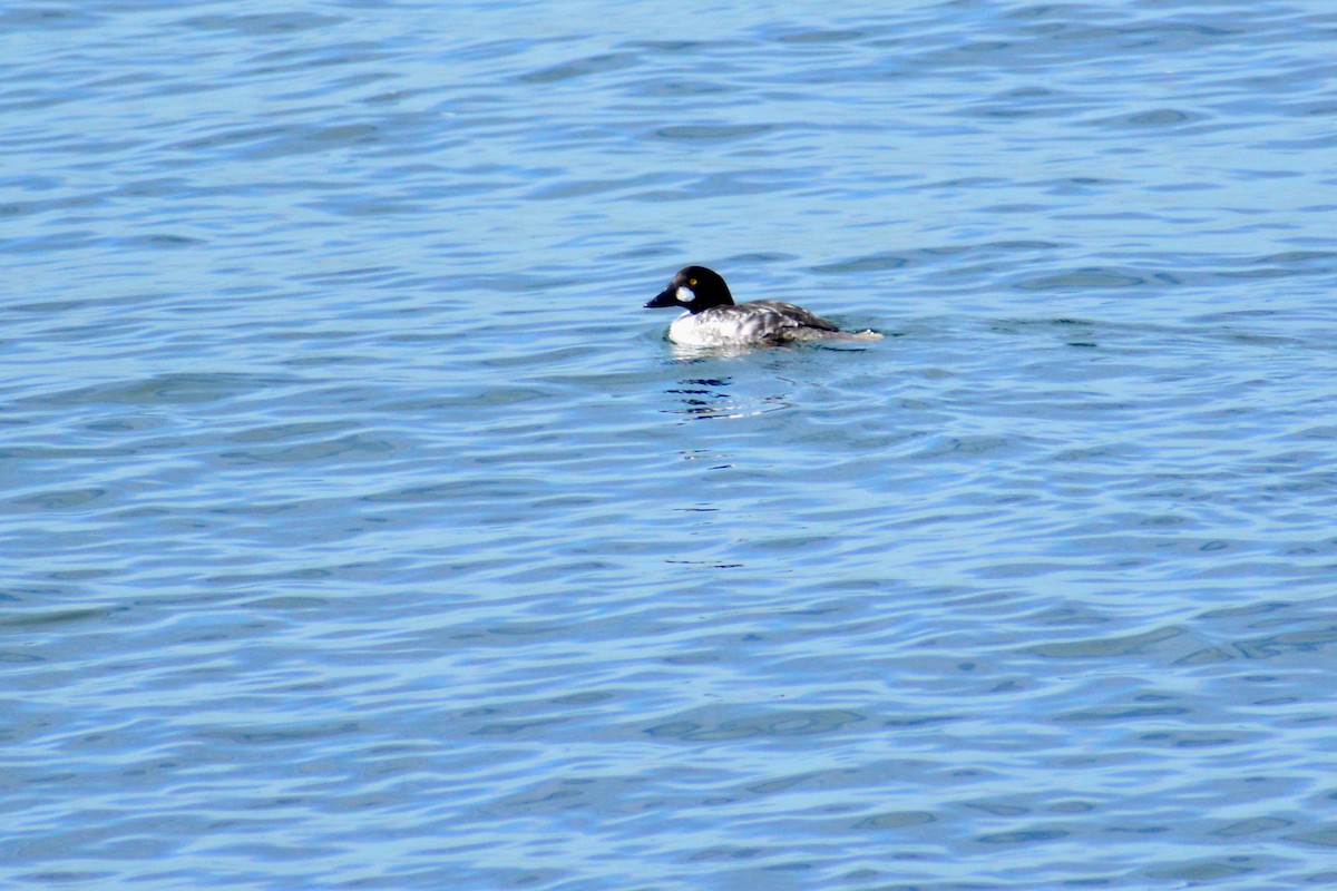 Common Goldeneye - ML616526858