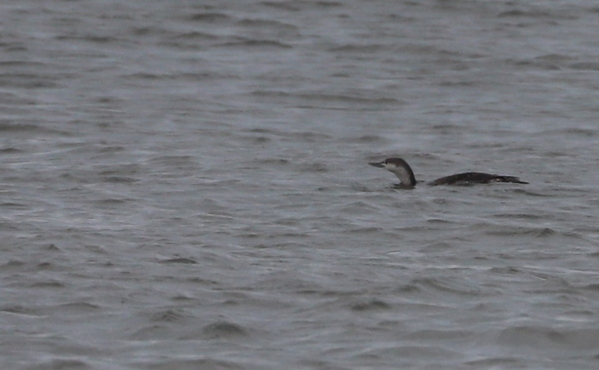 Red-throated Loon - ML616526882