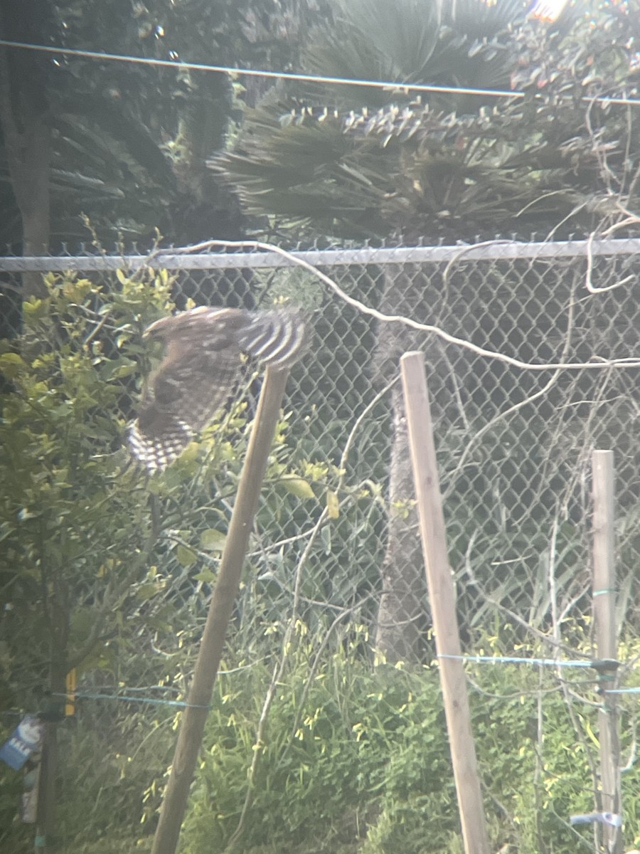 Red-shouldered Hawk - ML616526891