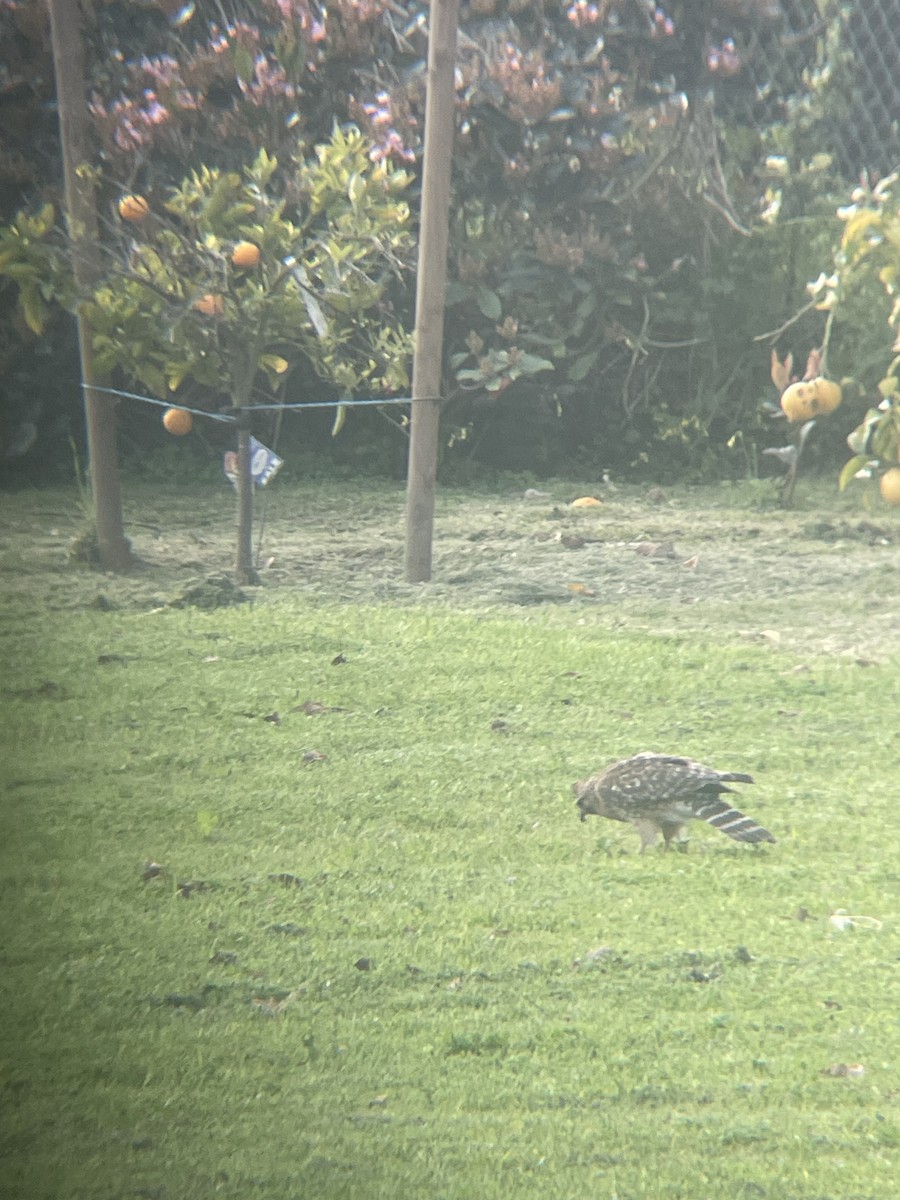 Red-shouldered Hawk - ML616526892