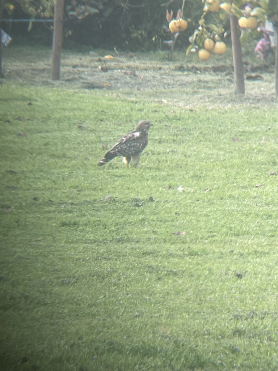 Red-shouldered Hawk - ML616526893