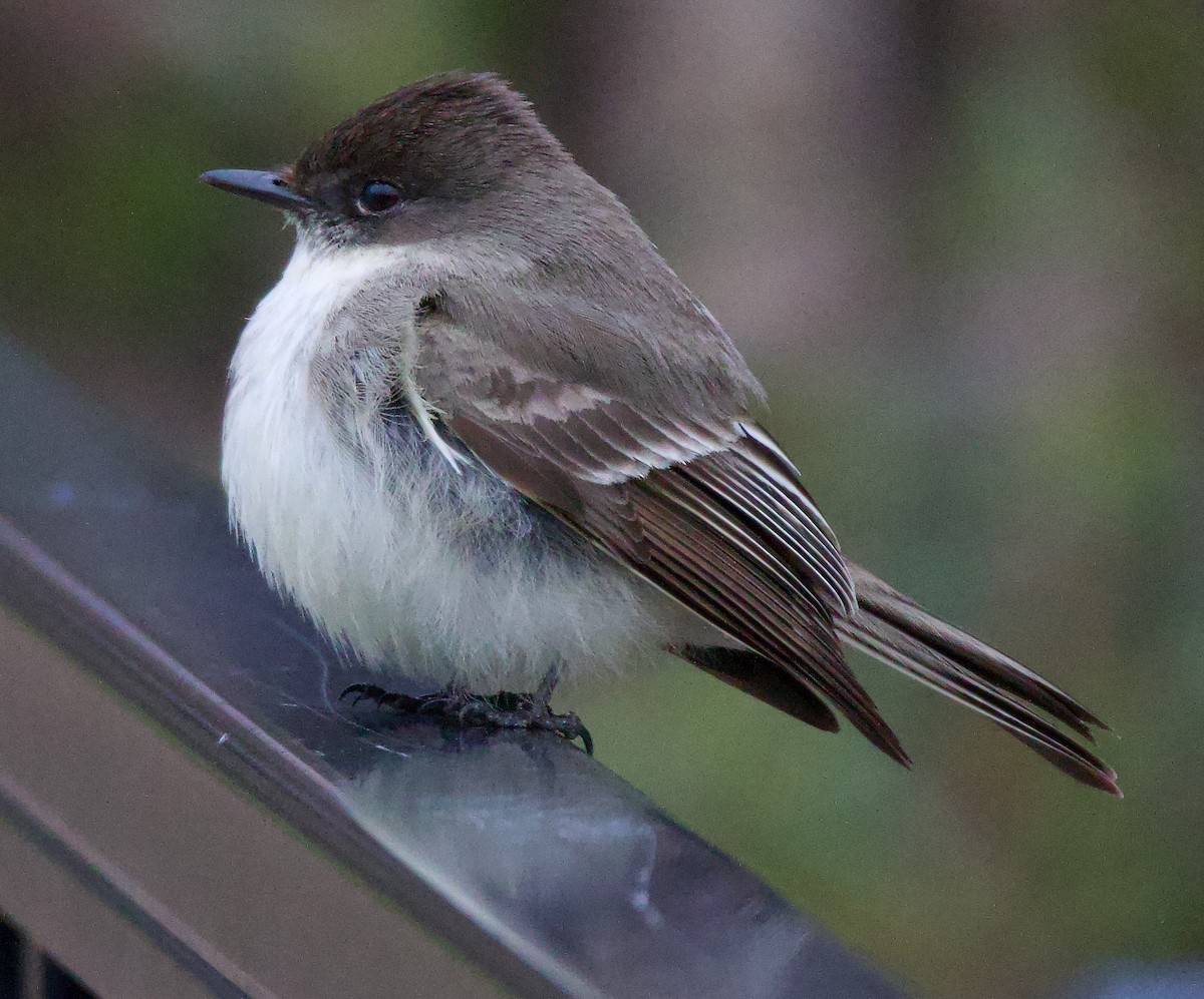 Eastern Phoebe - ML616526901