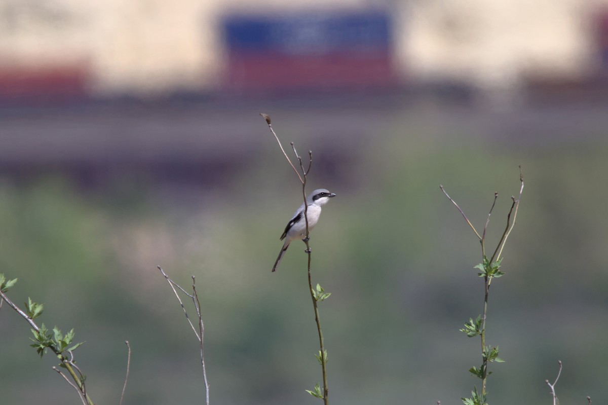 Loggerhead Shrike - ML616526911