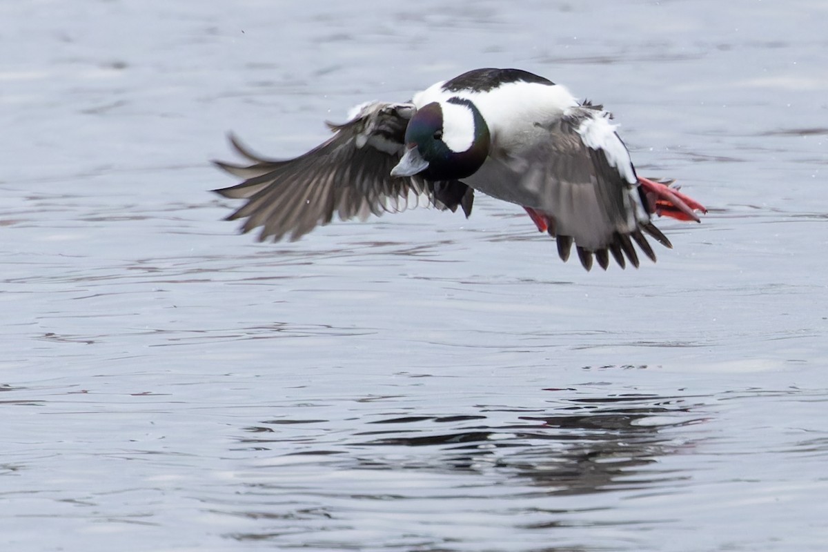 Bufflehead - ML616526914