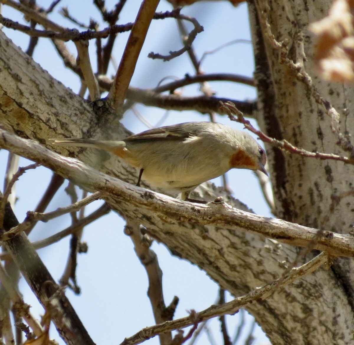 Tamarugo Conebill - ML616526942