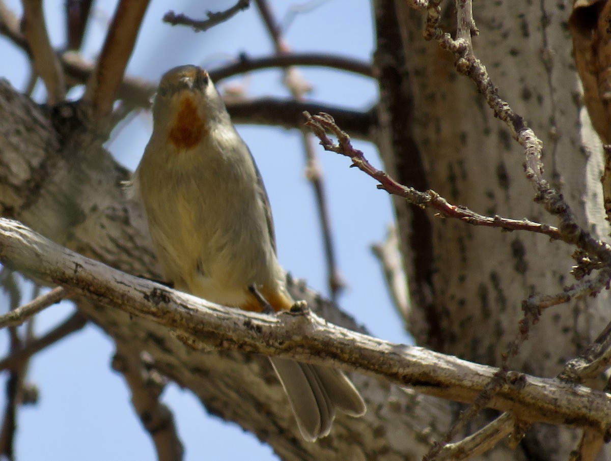 Tamarugo Conebill - Sally Bergquist