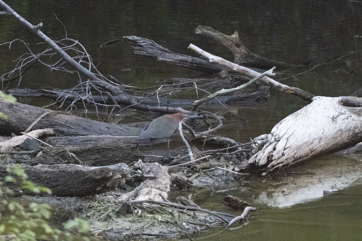 Rufescent Tiger-Heron - ML616526967