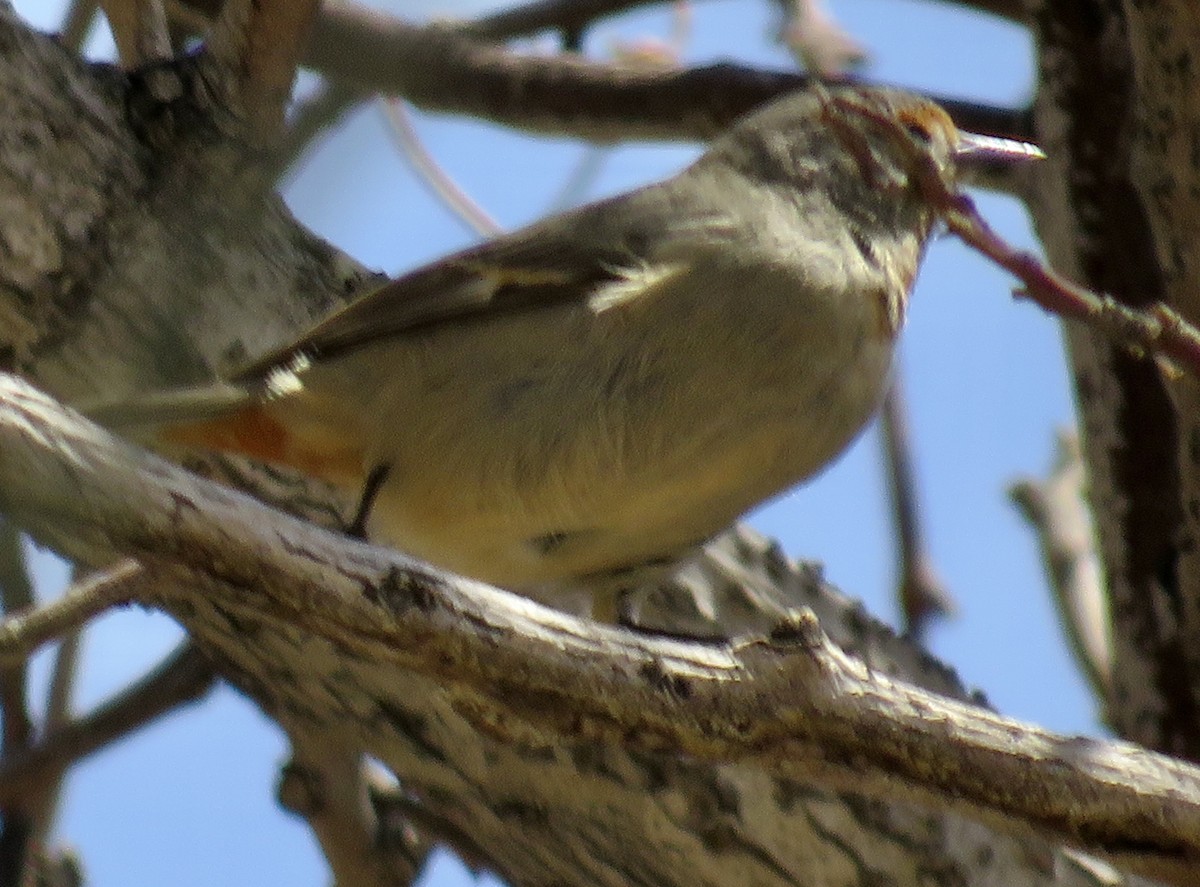 Tamarugo Conebill - ML616526972