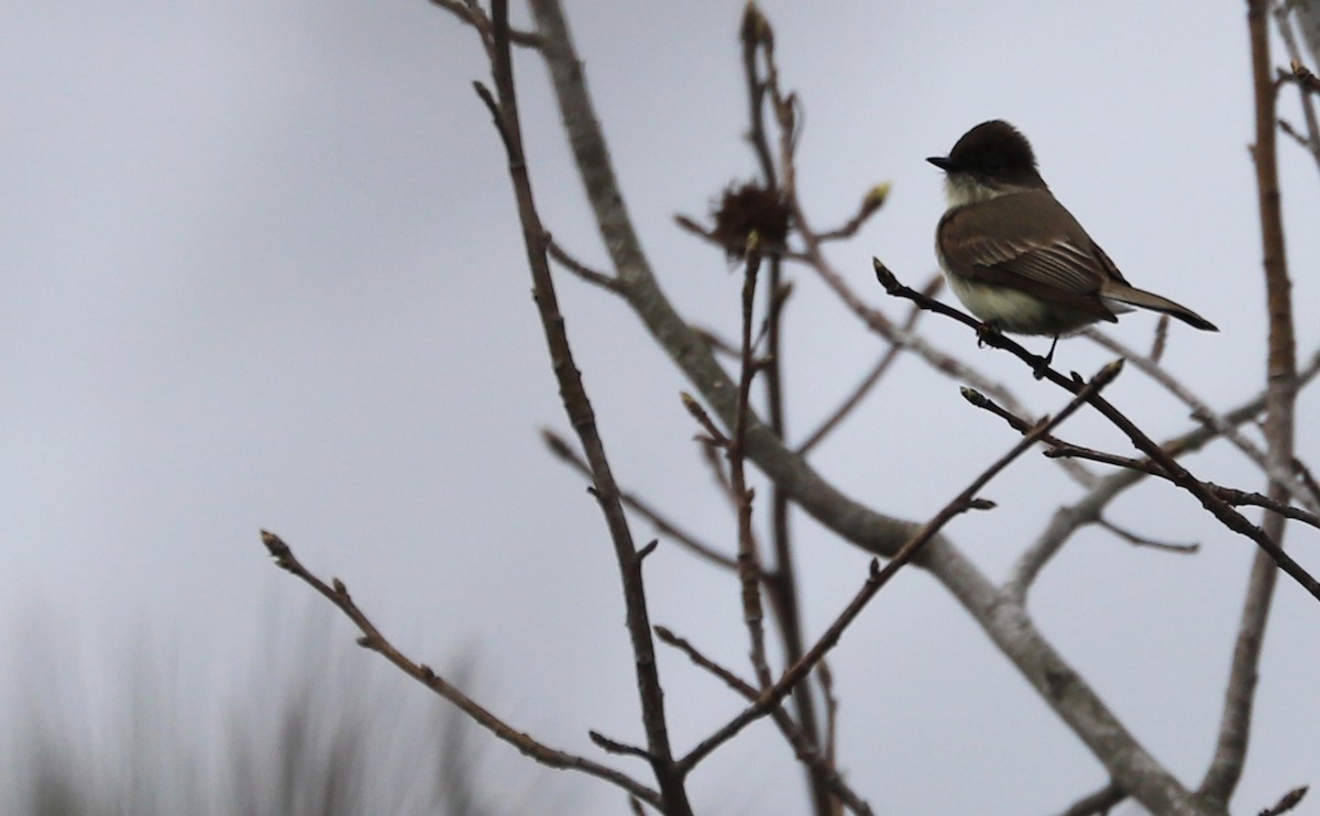 Eastern Phoebe - ML616527015