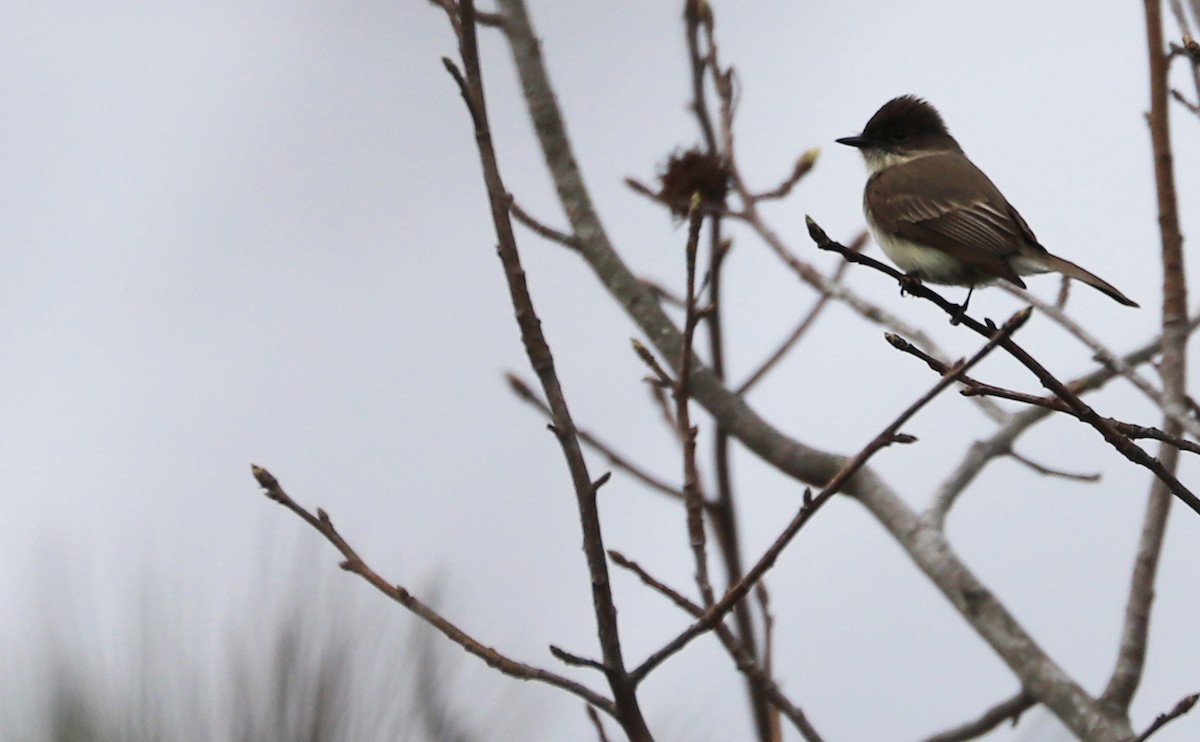 Eastern Phoebe - ML616527021