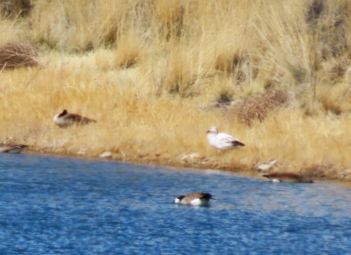 Snow Goose - ML616527080