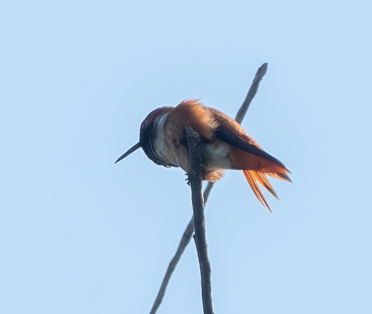 Allen's Hummingbird - ML616527090