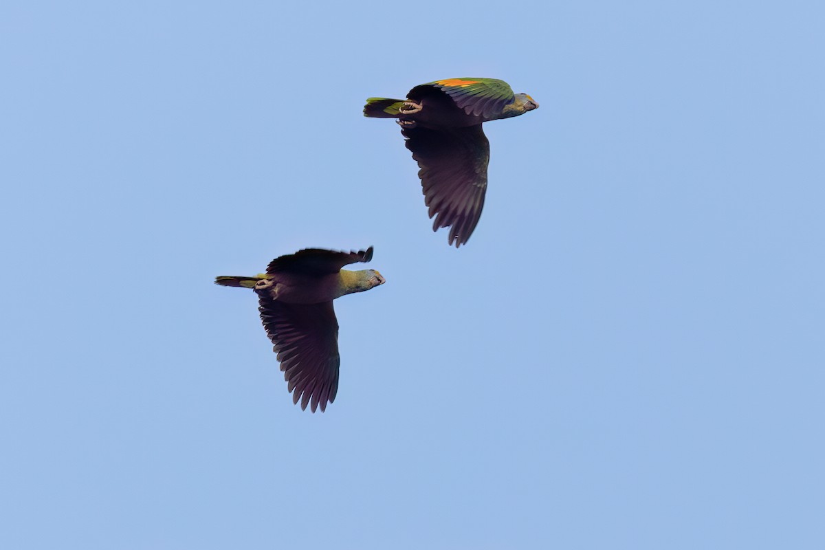 Blue-cheeked Amazon - ML616527113