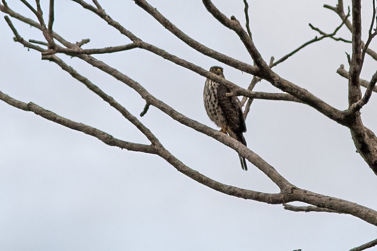 Rufous-thighed Kite - ML616527177