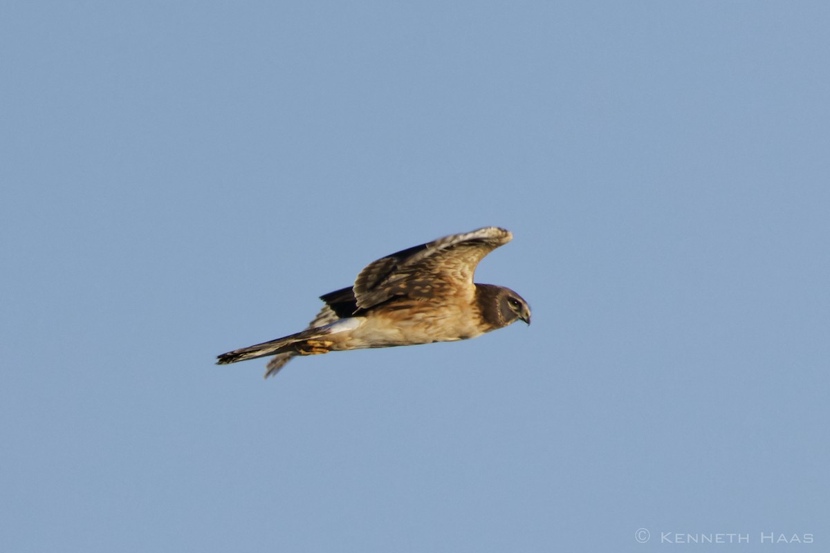 Northern Harrier - ML616527182