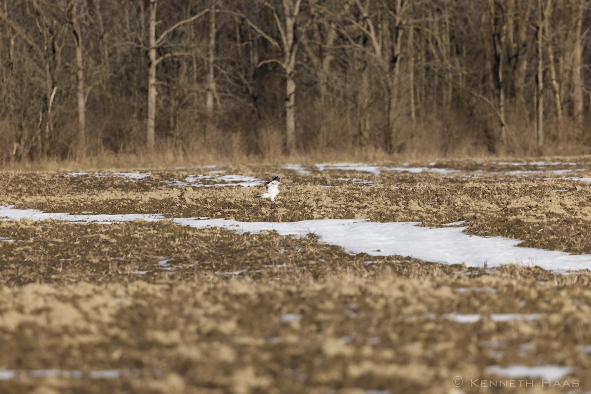 Northern Harrier - ML616527184