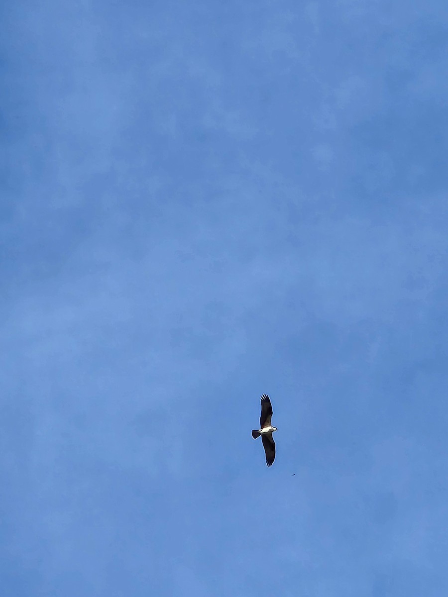 Águila Pescadora - ML616527194