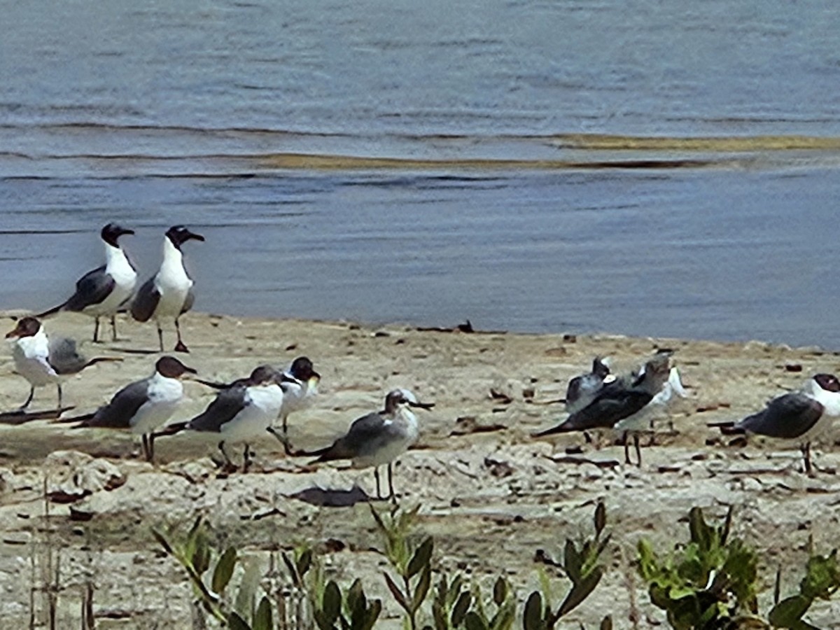 Mouette atricille - ML616527200