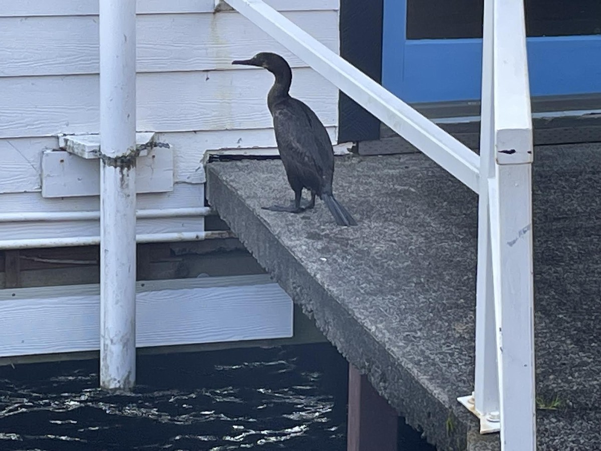Brandt's Cormorant - ML616527234