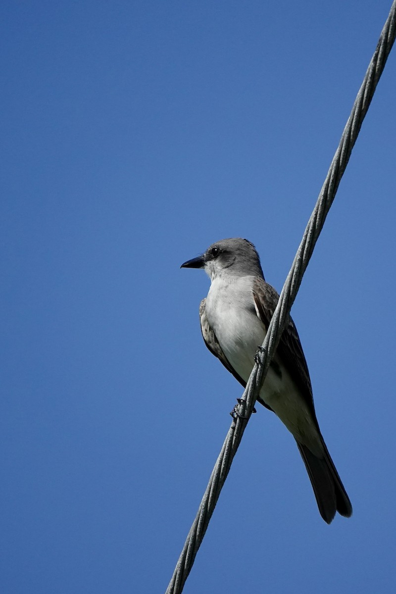 Gray Kingbird - Michel Robert