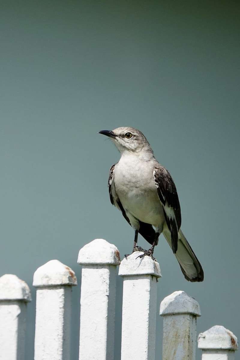 Northern Mockingbird - ML616527254