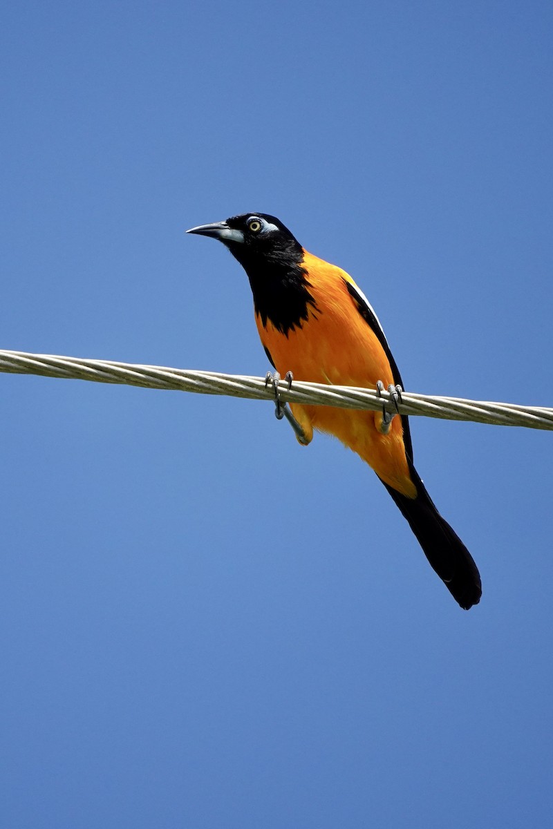 Venezuelan Troupial - Michel Robert