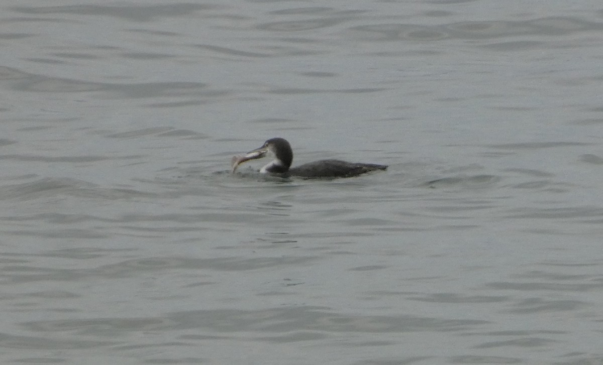 Common Loon - Nick Glover