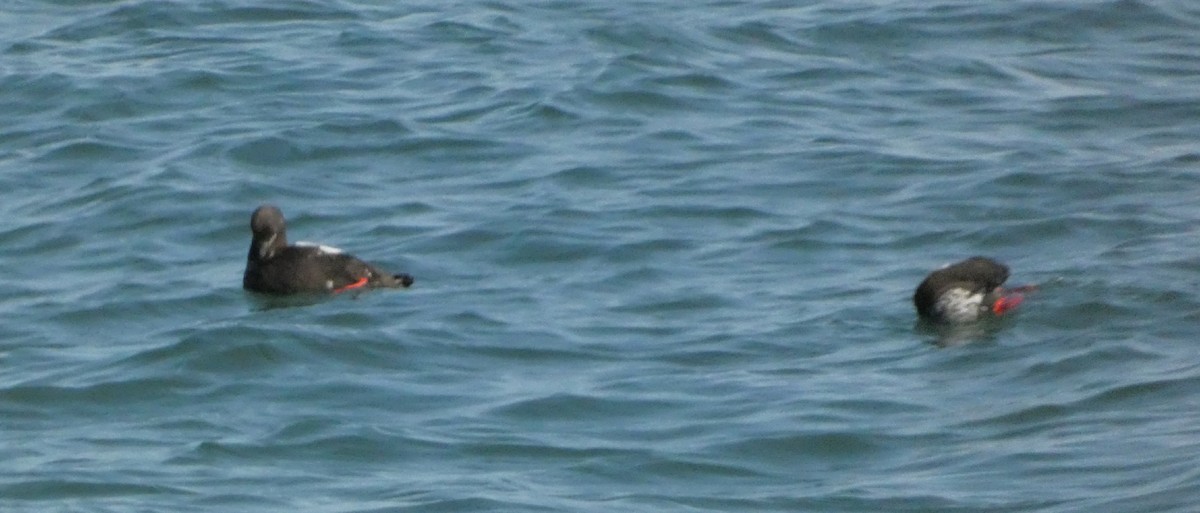 Black Guillemot - Nick Glover